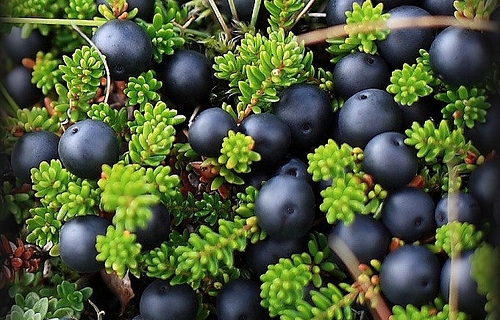 Kvennaflokkur í Vindáshlíð 2015